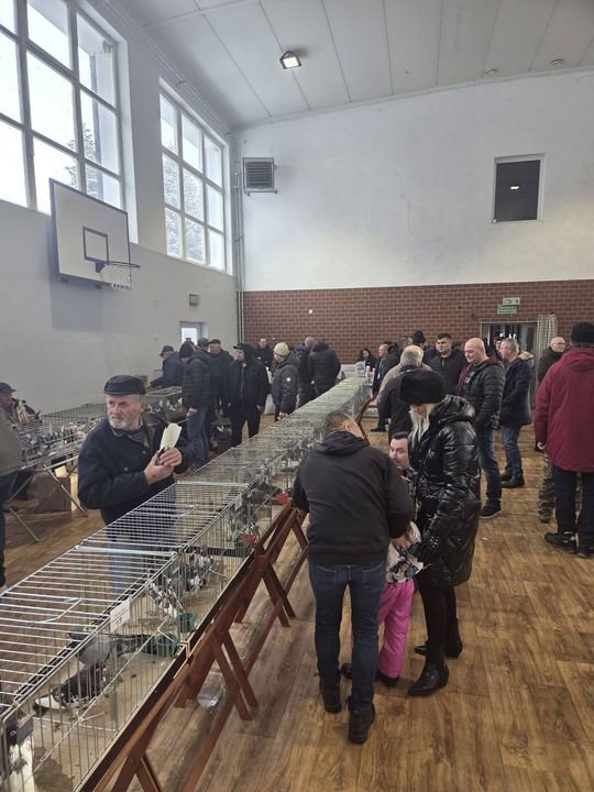 Wystawa Gołębi Wysokolotnych w Tomaszowie Lubelskim [GALERIA ZDJĘĆ]