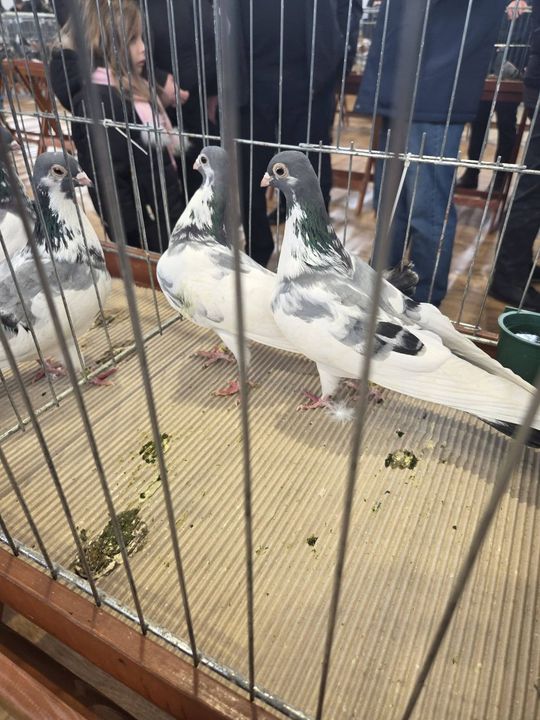 Wystawa Gołębi Wysokolotnych w Tomaszowie Lubelskim [GALERIA ZDJĘĆ]