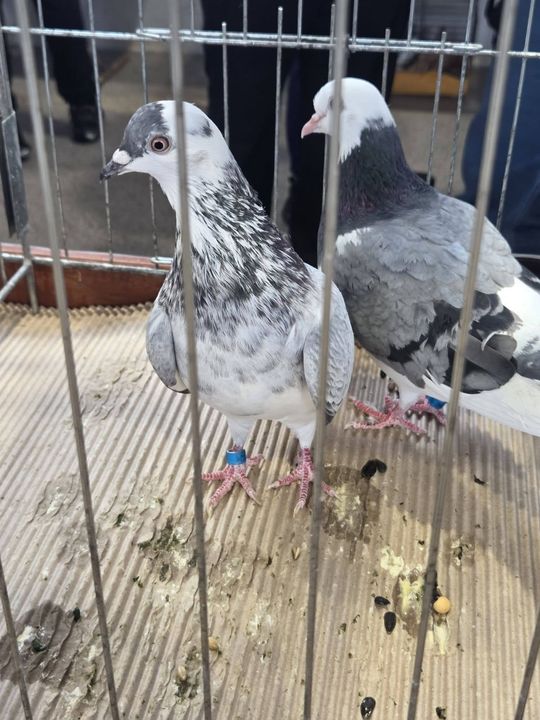 Wystawa Gołębi Wysokolotnych w Tomaszowie Lubelskim [GALERIA ZDJĘĆ]