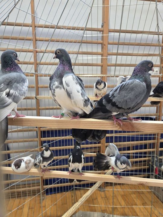 Wystawa Gołębi Wysokolotnych w Tomaszowie Lubelskim [GALERIA ZDJĘĆ]