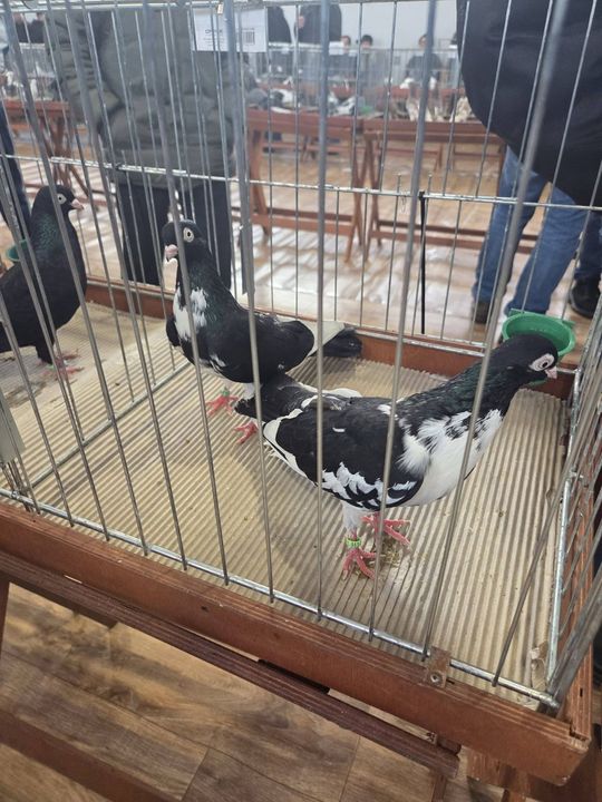 Wystawa Gołębi Wysokolotnych w Tomaszowie Lubelskim [GALERIA ZDJĘĆ]