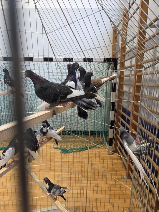 Wystawa Gołębi Wysokolotnych w Tomaszowie Lubelskim [GALERIA ZDJĘĆ]