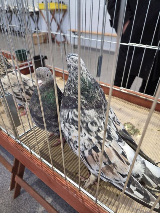 Wystawa Gołębi Wysokolotnych w Tomaszowie Lubelskim [GALERIA ZDJĘĆ]