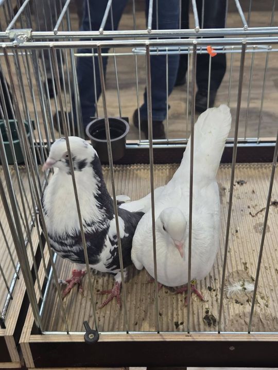 Wystawa Gołębi Wysokolotnych w Tomaszowie Lubelskim [GALERIA ZDJĘĆ]