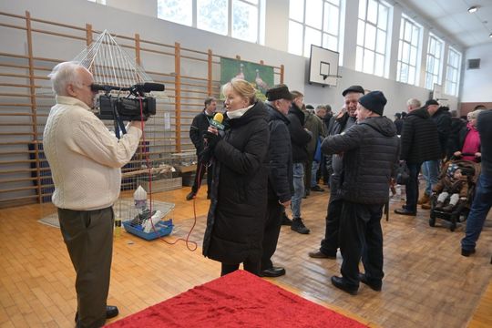 Wystawa Gołębi Wysokolotnych w Tomaszowie Lubelskim [GALERIA ZDJĘĆ]