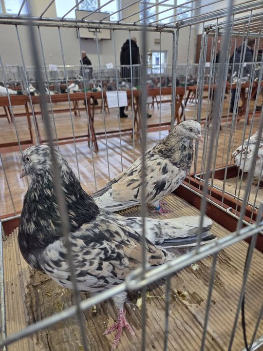 Wystawa Gołębi Wysokolotnych w Tomaszowie Lubelskim [GALERIA ZDJĘĆ]