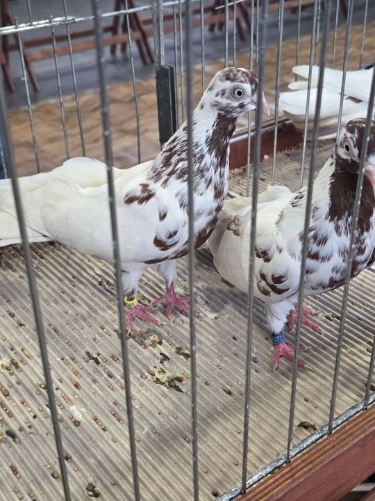 Wystawa Gołębi Wysokolotnych w Tomaszowie Lubelskim [GALERIA ZDJĘĆ]