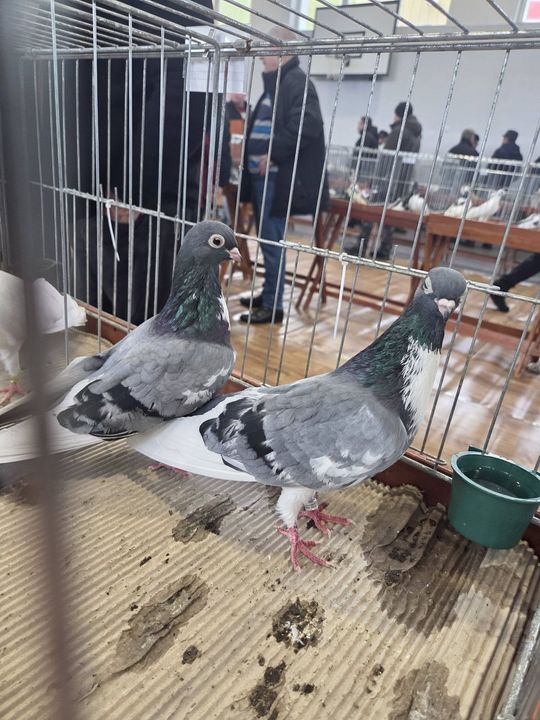 Wystawa Gołębi Wysokolotnych w Tomaszowie Lubelskim [GALERIA ZDJĘĆ]