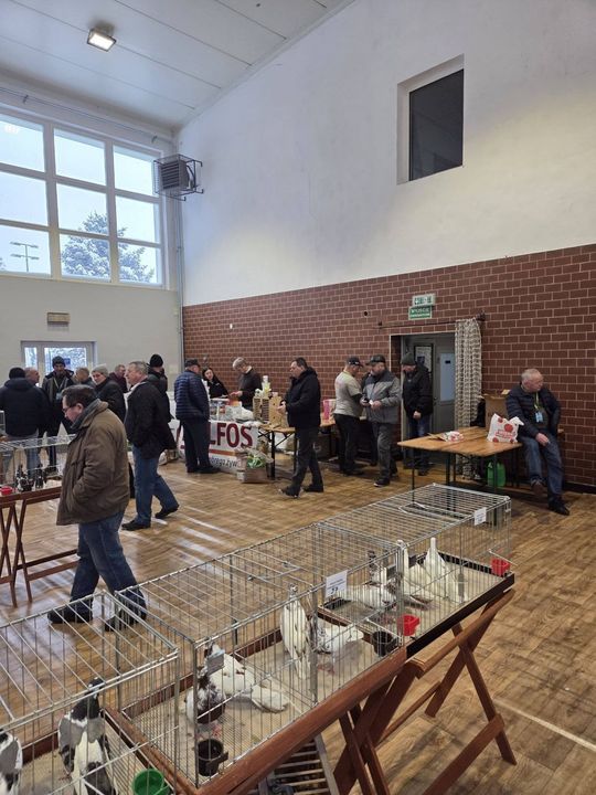 Wystawa Gołębi Wysokolotnych w Tomaszowie Lubelskim [GALERIA ZDJĘĆ]