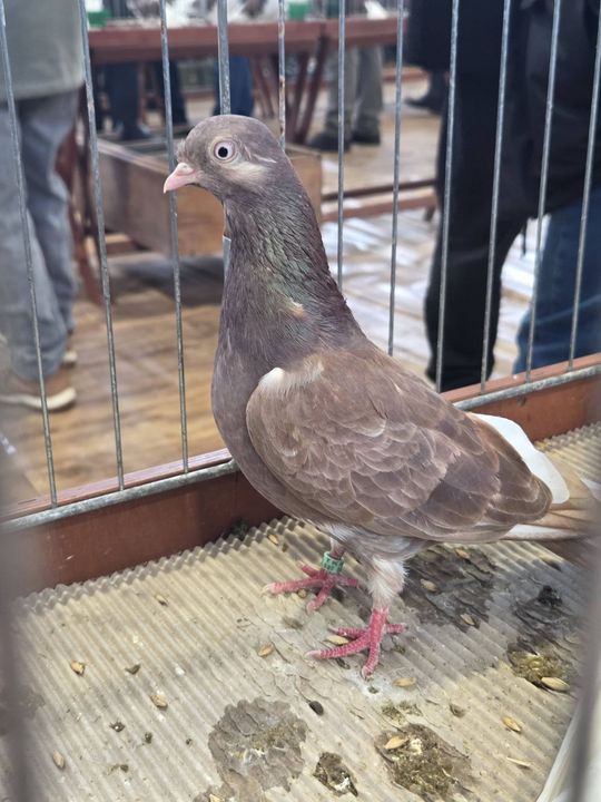 Wystawa Gołębi Wysokolotnych w Tomaszowie Lubelskim [GALERIA ZDJĘĆ]