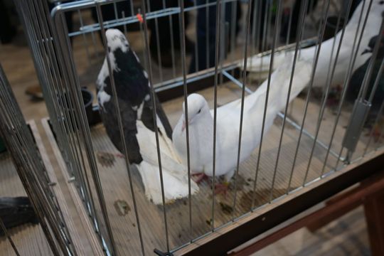 Wystawa Gołębi Wysokolotnych w Tomaszowie Lubelskim [GALERIA ZDJĘĆ]