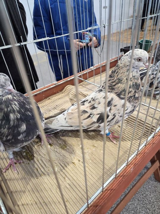 Wystawa Gołębi Wysokolotnych w Tomaszowie Lubelskim [GALERIA ZDJĘĆ]