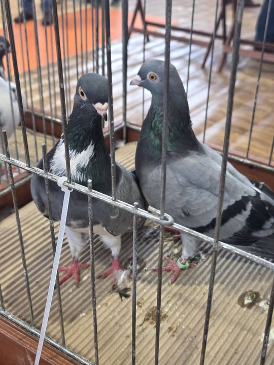 Wystawa Gołębi Wysokolotnych w Tomaszowie Lubelskim [GALERIA ZDJĘĆ]