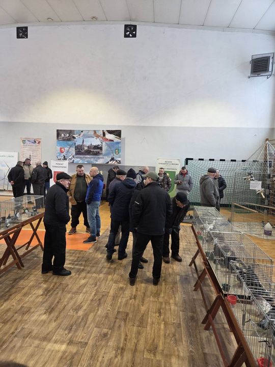 Wystawa Gołębi Wysokolotnych w Tomaszowie Lubelskim [GALERIA ZDJĘĆ]