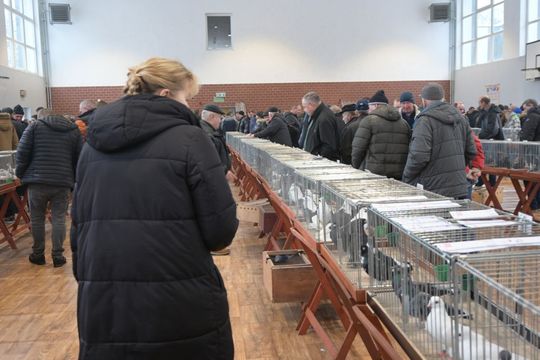 Wystawa Gołębi Wysokolotnych w Tomaszowie Lubelskim [GALERIA ZDJĘĆ]