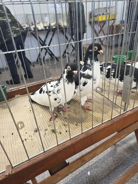 Wystawa Gołębi Wysokolotnych w Tomaszowie Lubelskim [GALERIA ZDJĘĆ]