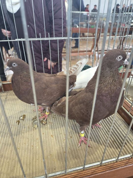 Wystawa Gołębi Wysokolotnych w Tomaszowie Lubelskim [GALERIA ZDJĘĆ]