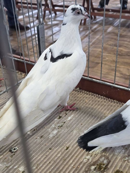 Wystawa Gołębi Wysokolotnych w Tomaszowie Lubelskim [GALERIA ZDJĘĆ]