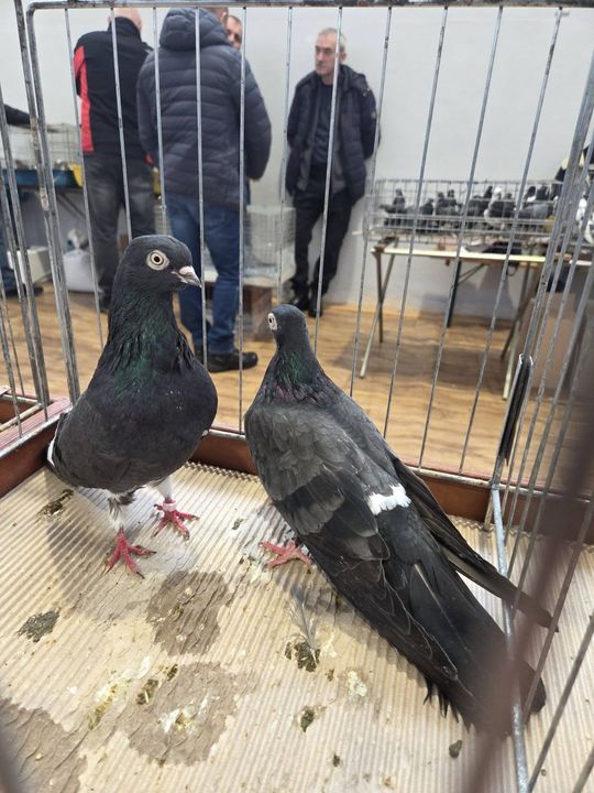 Wystawa Gołębi Wysokolotnych w Tomaszowie Lubelskim [GALERIA ZDJĘĆ]
