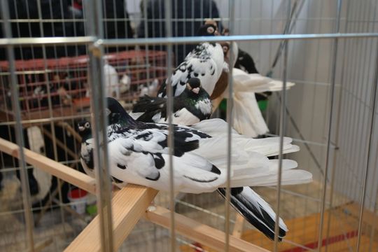 Wystawa Gołębi Wysokolotnych w Tomaszowie Lubelskim [GALERIA ZDJĘĆ]