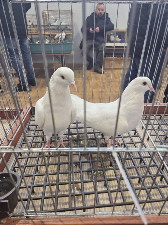 Wystawa Gołębi Wysokolotnych w Tomaszowie Lubelskim [GALERIA ZDJĘĆ]