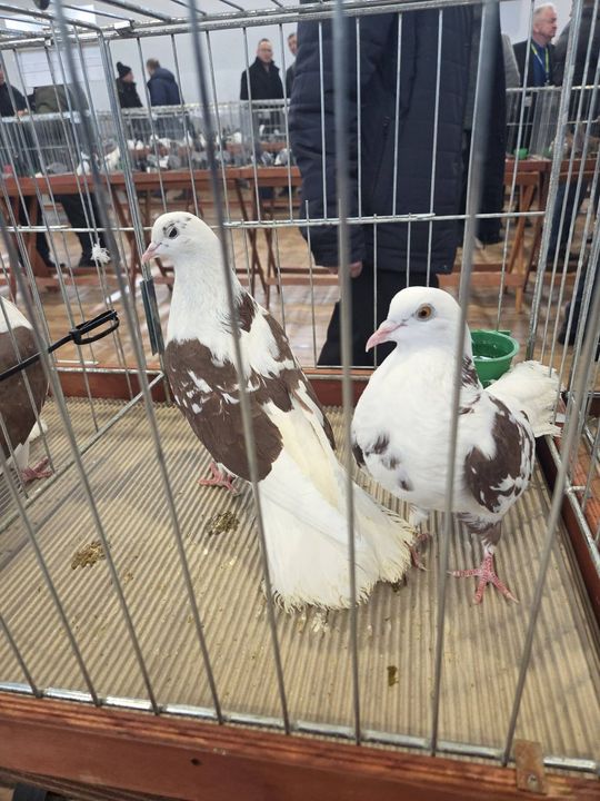 Wystawa Gołębi Wysokolotnych w Tomaszowie Lubelskim [GALERIA ZDJĘĆ]