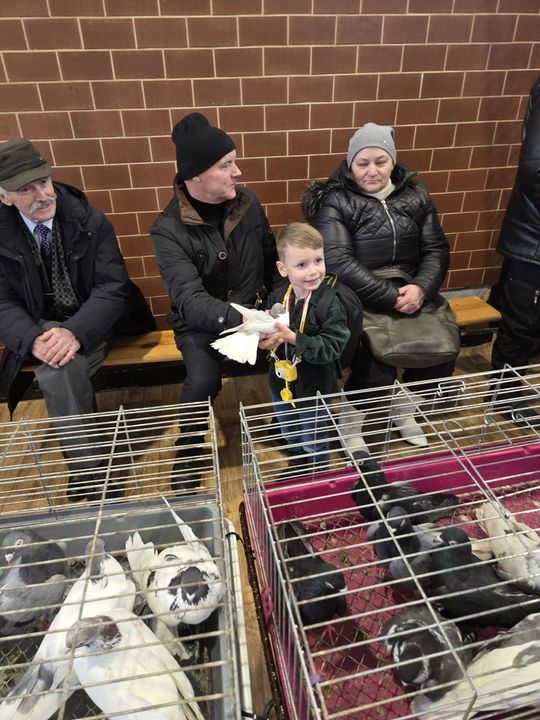 Wystawa Gołębi Wysokolotnych w Tomaszowie Lubelskim [GALERIA ZDJĘĆ]