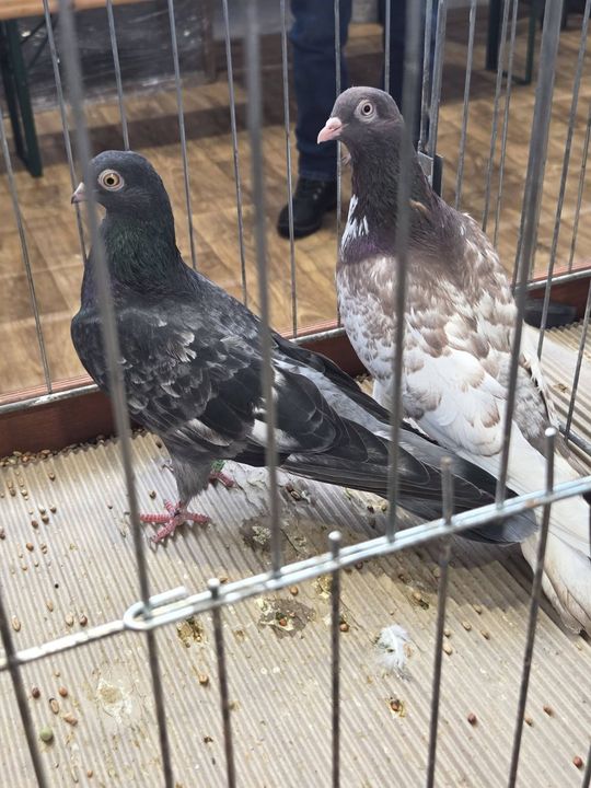 Wystawa Gołębi Wysokolotnych w Tomaszowie Lubelskim [GALERIA ZDJĘĆ]