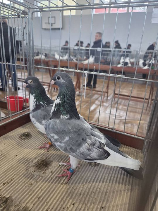 Wystawa Gołębi Wysokolotnych w Tomaszowie Lubelskim [GALERIA ZDJĘĆ]