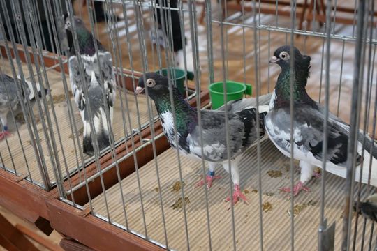 Wystawa Gołębi Wysokolotnych w Tomaszowie Lubelskim [GALERIA ZDJĘĆ]