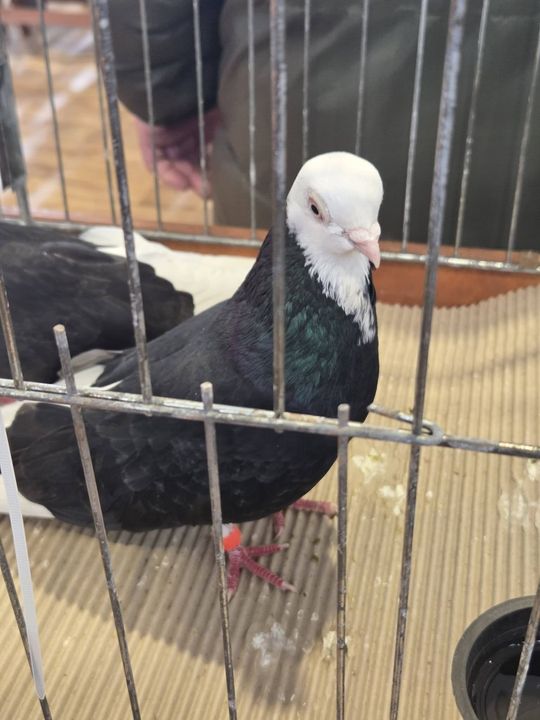 Wystawa Gołębi Wysokolotnych w Tomaszowie Lubelskim [GALERIA ZDJĘĆ]