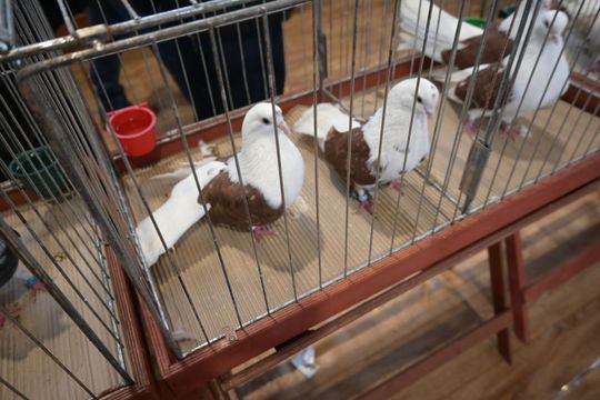 Wystawa Gołębi Wysokolotnych w Tomaszowie Lubelskim [GALERIA ZDJĘĆ]