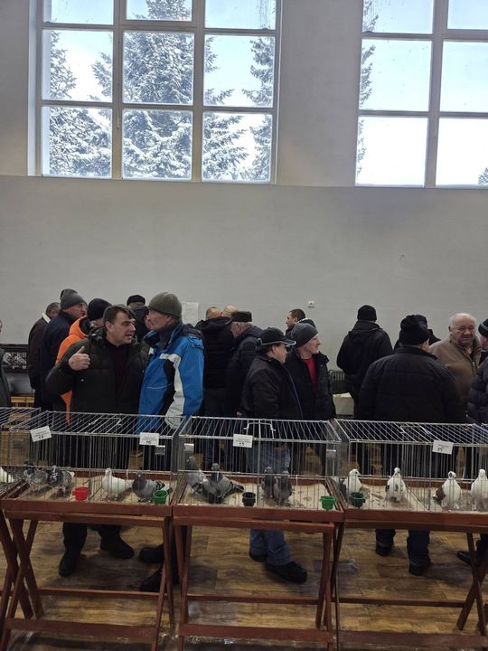 Wystawa Gołębi Wysokolotnych w Tomaszowie Lubelskim [GALERIA ZDJĘĆ]