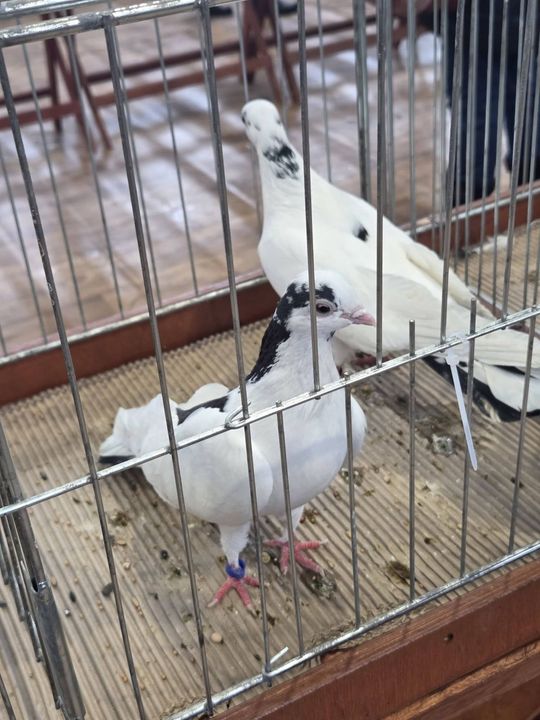 Wystawa Gołębi Wysokolotnych w Tomaszowie Lubelskim [GALERIA ZDJĘĆ]