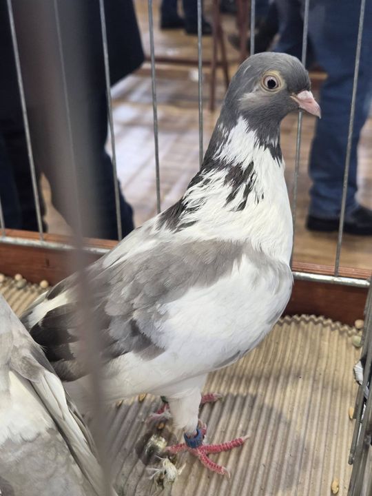 Wystawa Gołębi Wysokolotnych w Tomaszowie Lubelskim [GALERIA ZDJĘĆ]