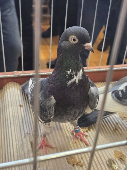 Wystawa Gołębi Wysokolotnych w Tomaszowie Lubelskim [GALERIA ZDJĘĆ]