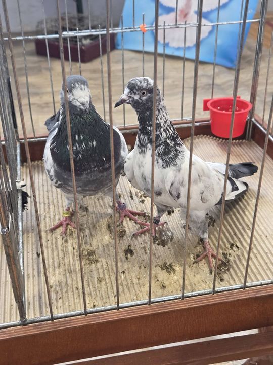 Wystawa Gołębi Wysokolotnych w Tomaszowie Lubelskim [GALERIA ZDJĘĆ]