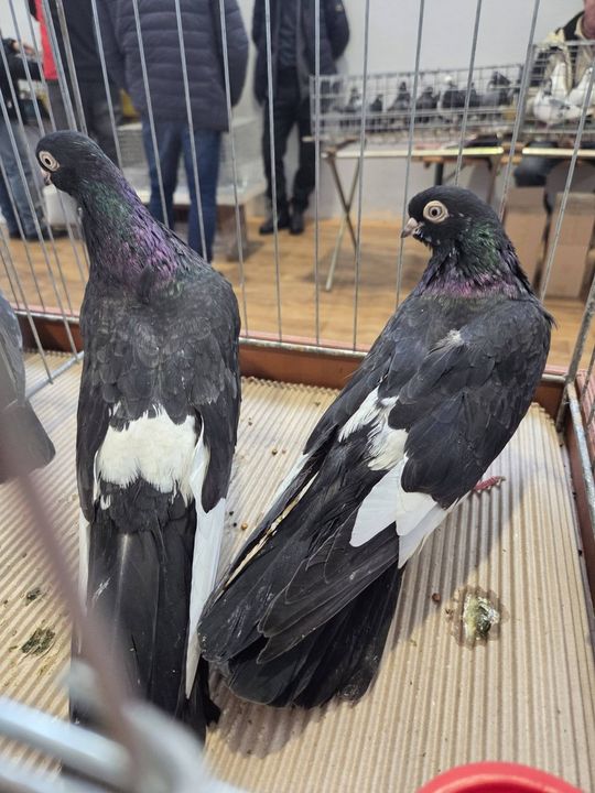 Wystawa Gołębi Wysokolotnych w Tomaszowie Lubelskim [GALERIA ZDJĘĆ]