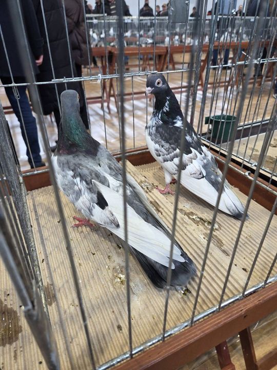 Wystawa Gołębi Wysokolotnych w Tomaszowie Lubelskim [GALERIA ZDJĘĆ]