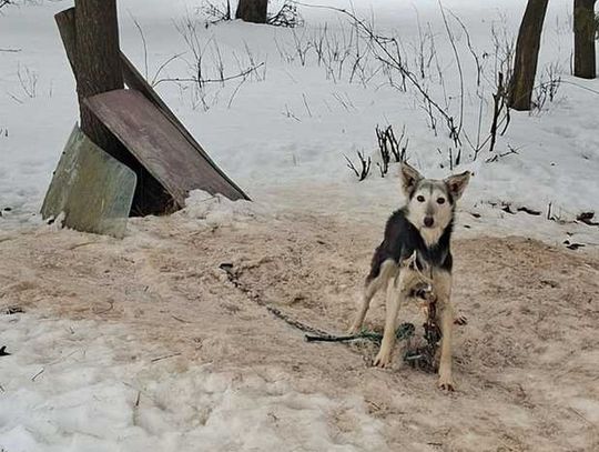 Gm. Mircze: Tego nie da się nazwać budą! 16 psów w dramatycznych warunkach [ZDJĘCIA]