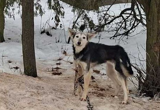 Gm. Mircze: Tego nie da się nazwać budą! 16 psów w dramatycznych warunkach [ZDJĘCIA]