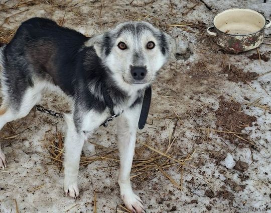 Gm. Mircze: Tego nie da się nazwać budą! 16 psów w dramatycznych warunkach [ZDJĘCIA]