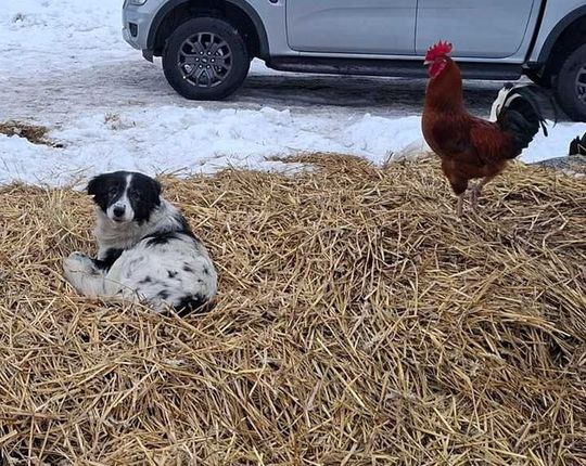 Gm. Mircze: Tego nie da się nazwać budą! 16 psów w dramatycznych warunkach [ZDJĘCIA]
