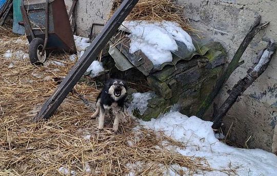 Gm. Mircze: Tego nie da się nazwać budą! 16 psów w dramatycznych warunkach [ZDJĘCIA]