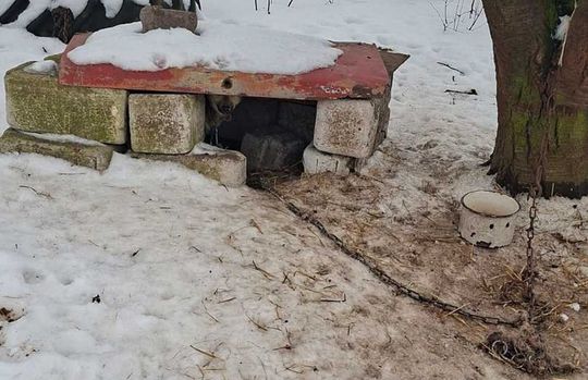 Gm. Mircze: Tego nie da się nazwać budą! 16 psów w dramatycznych warunkach [ZDJĘCIA]