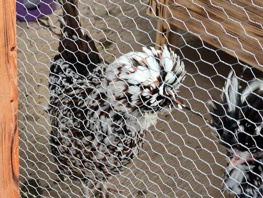 Zamość: 53 hodowców i 670 sztuk gołębi w 40 rasach. Wystawa była udana [ZDJĘCIA]