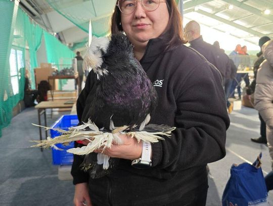 Zamość: 53 hodowców i 670 sztuk gołębi w 40 rasach. Wystawa była udana [ZDJĘCIA]