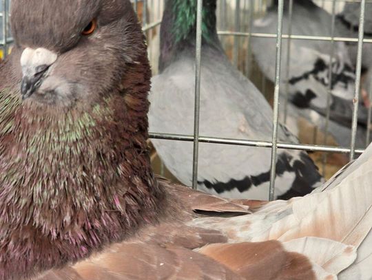 Zamość: 53 hodowców i 670 sztuk gołębi w 40 rasach. Wystawa była udana [ZDJĘCIA]