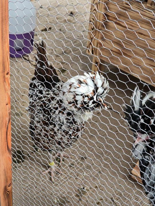 Zamość: 53 hodowców i 670 sztuk gołębi w 40 rasach. Wystawa była udana [ZDJĘCIA]