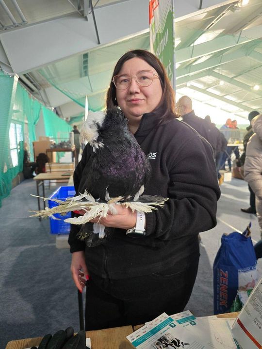 Zamość: 53 hodowców i 670 sztuk gołębi w 40 rasach. Wystawa była udana [ZDJĘCIA]